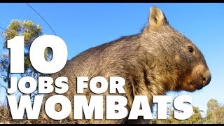 10 Jobs For Wombats [upl. by Akerdna]