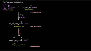 Fatty Acid Synthesis Part 5 of 12  Palmitate Synthesis [upl. by Anaeco]