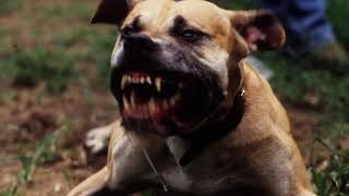 Dog barking Ringtone  Dog barking Sound Kutta Ringtone Dark night ringtone  Angry Dog ringtone [upl. by Naldo761]