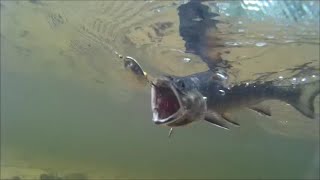 Awesome Northern Michigan Brooke Trout Fishing [upl. by Nilknarf394]