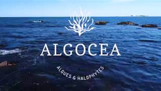 « ALGOCEA » Sébastien JONAS et Célia JEHANNO nouveau coup de pouce Arkensol créavenir [upl. by Ylesara364]