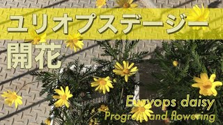 【ユリオプスデージー】経過と開花／Euryops daisy Progress and flowering [upl. by Charters216]