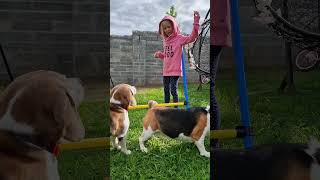 Beagle training tip😉beagle beaglelife dogtricks doghack cutedogs [upl. by Higbee]