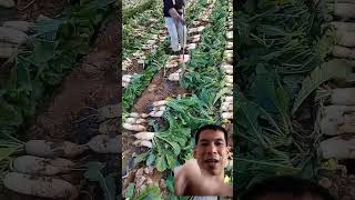 Organic Radish Harvest satisfying shortsvideo agriculture [upl. by Mackler311]