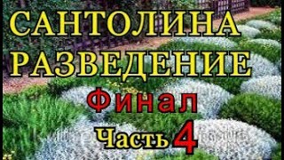 САНТОЛИНА  РАЗМНОЖЕНИЕ  Часть 4  SANTOLINA Финал [upl. by Wilden]