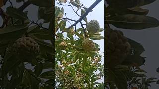 Custard apple khane ke fayde viralshorts [upl. by Thornie875]