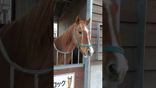 今日のロックとサンビーム🐴🥕Todays Rock and Sunbeam🐴🥕 horse drafthorses ばんえい競馬 ばんえい 馬 帯広 [upl. by Eneja]