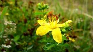 Imperforate St Johnswort Hypericum Maculatum Crantz  20120814 [upl. by Jalbert]