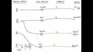 Autonomic Fibres and Cranial Nerves [upl. by Nollahs]