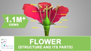 Flower Structure and its Parts [upl. by Adhamh]