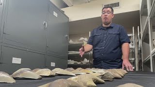 Dozen of megalodon sharks teeth found along Chesapeake Bay shore  NBC4 Washington [upl. by Suiremed175]