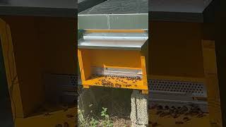 Ashram Ribolla Italy beehives [upl. by Lorant256]