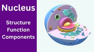 Nucleus Structure and Function  Nucleolus function  Nucleus class 9 [upl. by Aeuhsoj149]