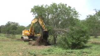 Video of larger Mesquite Grubbing [upl. by Lodie]