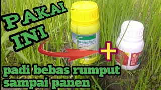 Racun Rumput Padi Sawah Paling Ampuh Yang Sedang Trending 2022 [upl. by Velma189]