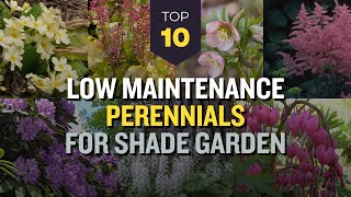 TOP 10 Low Maintenance Perennials for Shade Garden 🌸🌳 Bloom Under The Trees 🌼🎨 [upl. by Gargan220]