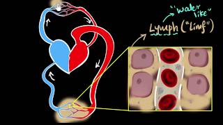 Lymph lymph nodes amp lymphatic system  Life processes  Biology  Khan Academy [upl. by Amlas]