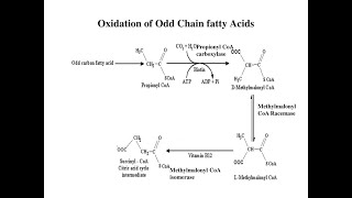 The fate of Propionyl CoA resulting from Oxidation of Odd chain Fatty acids [upl. by Auqinihs117]