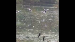 A flock of Gadwall ducks Shorts Gadwall [upl. by Ellehcyar]