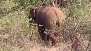 Elephant Attack Sathyamangalam Safari unexploredElephant AttackPack of wild Dog and Black Buck [upl. by Ahsam]