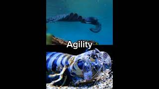 Anomalocaris vs Zebra Mantis Shrimp anomalocaris zebramantisshrimp [upl. by Nujra]