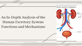 excretory system in human and structure of nephron Learn with Lehria [upl. by Hsiekal]