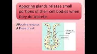 Exocrine Glands Song [upl. by Florie]