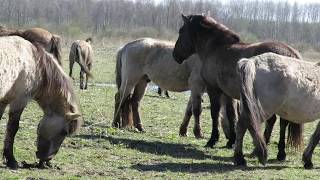 Konik – Equus caballus caballus  Annelies van Klinken [upl. by Einafats]