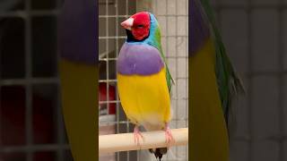 Gouldian Finch Singing  Bird Sounds  Aviary Birds birds bird nature animals pets animals [upl. by Odab]