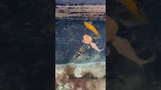 Feeding my cichlids fish viralvideo shorts [upl. by Hutton]