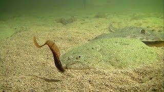 Huge turbot attack fishing lure Рыбалка большой палтус атакует мягкую приманку [upl. by Ardnahcal572]