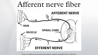 Afferent nerve fiber [upl. by Ydassac]