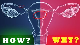 Periods 101 The Why What and How of Your Monthly Cycle [upl. by Bronez]