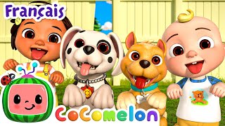 La journée des chiots  Épisode Complet  CoComelon en Français  Chansons pour bébés [upl. by Eittam]