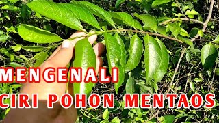 Mengenali Ciriciri Pohon Mentaos Sebagai Bahan Bonsai [upl. by Akkimat]