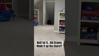 Old Granny Baby Talk dogs shorts viral trending [upl. by Oicnanev]