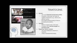 Prenatal Devopment  The Stages of Prenatal Development [upl. by Strep574]