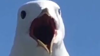 Seagull Keemstar Scream [upl. by Mcquade834]