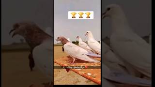 41°¢ Garmi 💥 Vich 6 Kabutar Di Landing 💪 Mitro 🕊️ shorts pigeon landing [upl. by Anisamoht657]