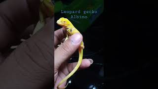 leopard gecko albino tangan dan kaki putus 1 [upl. by Ailimac900]