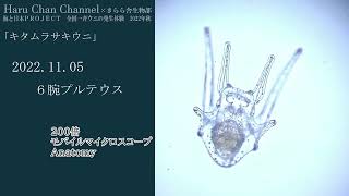 「海と日本PROJECT」全国一斉ウニの発生体験2022年秋 キタムラサキウニの発生から稚ウニまでの観察記録 [upl. by Esiled]