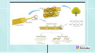 Nanocellulose as a Reinforcement Nanofiller in Epoxidized Natural Rubber Foam [upl. by Tubb]