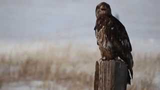 Immature Bald Eagle Call [upl. by Maon]