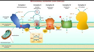 2 Cell biology  Electron Transport Chain ETC شرح بالعربي [upl. by Starks]