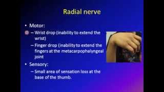 nerve injuries around the elbow [upl. by Laehcar]