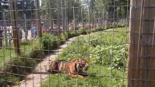 Feeding Tigers at the Zoo [upl. by Yztim]