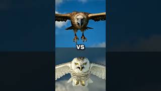 Owl VS birds who win 😱😱 viral trendingshorts eagle popular [upl. by Quintana]