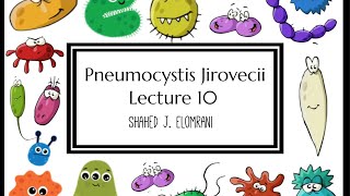 11 Pneumocystis Jirovecii [upl. by Spooner651]