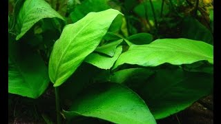 Anubias barteri var barteri quotBroadleaved Anubiasquot Care and Info [upl. by Allerus630]