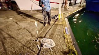 Early March Night Fishing for Herring  Newport Oregon [upl. by Ardnalahs]